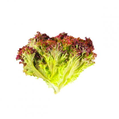 Lollo Rosso 1kg