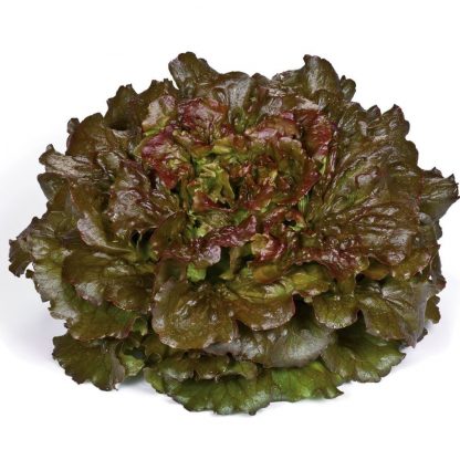 Batavia Red Organic 1kg
