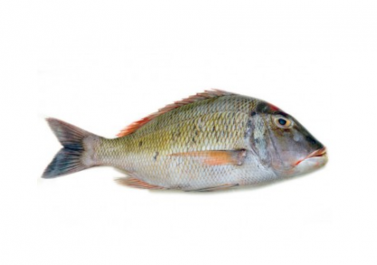 Emperor (Sweet Lips, L. Nosed)  Fresh Fillet size 300grm-1kg Fish/kg