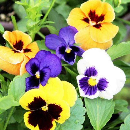 Edible Flower - Giant Pansy pack-25pcs