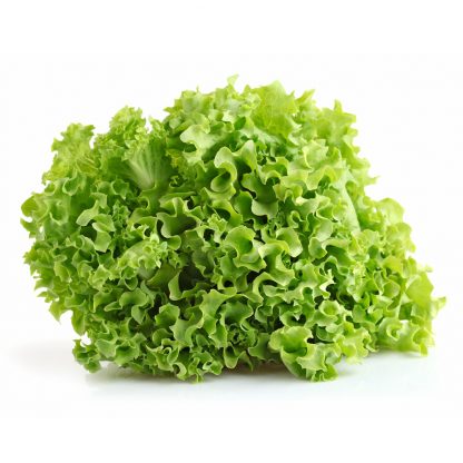Lettuce - Green Curly