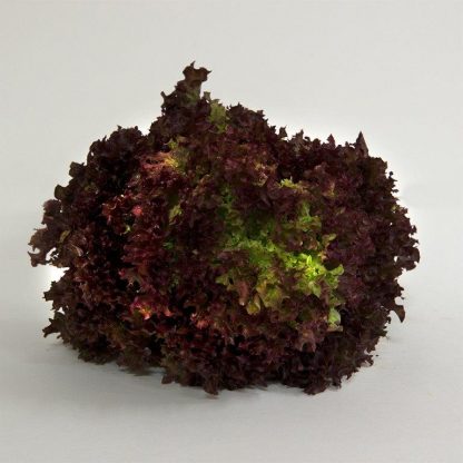 Red Coral Organic 1kg
