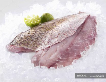 Snapper Fish