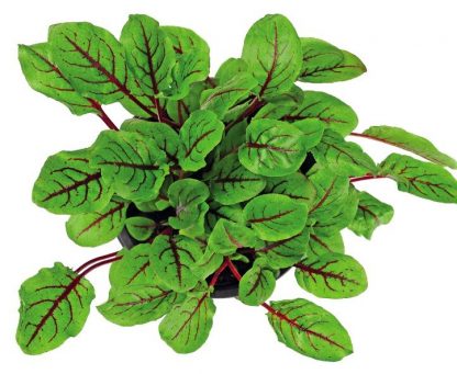 Red Vein Sorrel Leaf 1kg