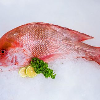 Red snapper Whole Fish