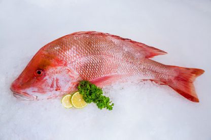 Red snapper Whole Fish