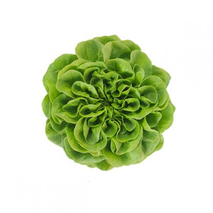 Salanova Butter Green 1kg