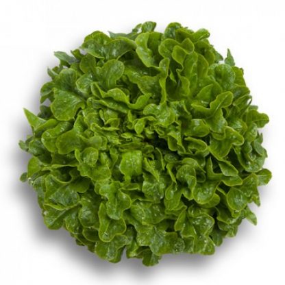 Salanova Cristal