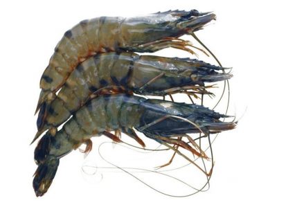 Tiger Prawn Fresh U20