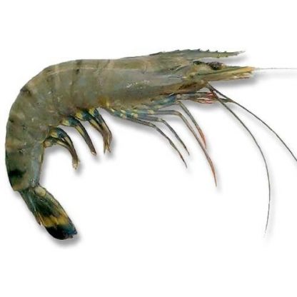 Tiger Prawn Fresh U40