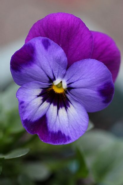 Viola Flower pack-25pcs
