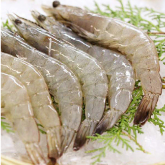prawn Size : 40 /kg